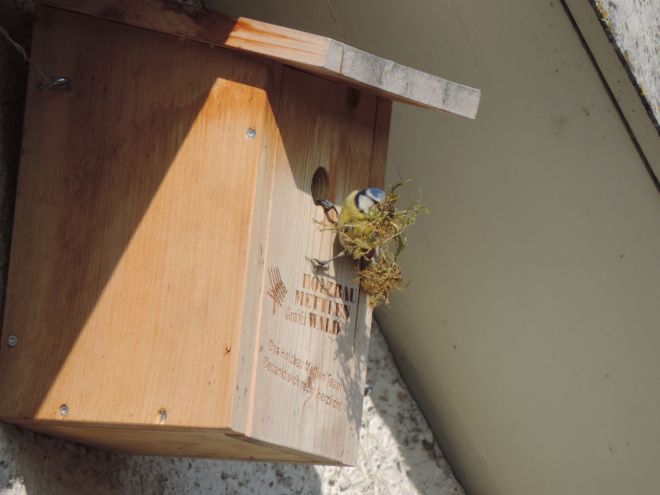 Frühling, bereit, Umbau, Terrassenrost